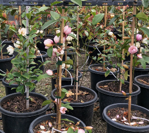 Magnolia doltsopa x figo Pink Pearl